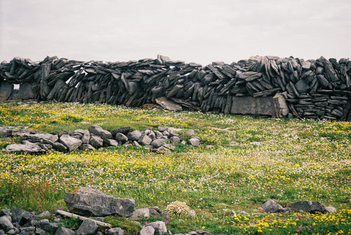 Stone Wall, Wild Flowers