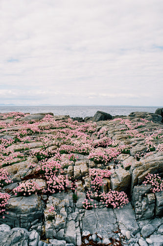 Sea Pinks